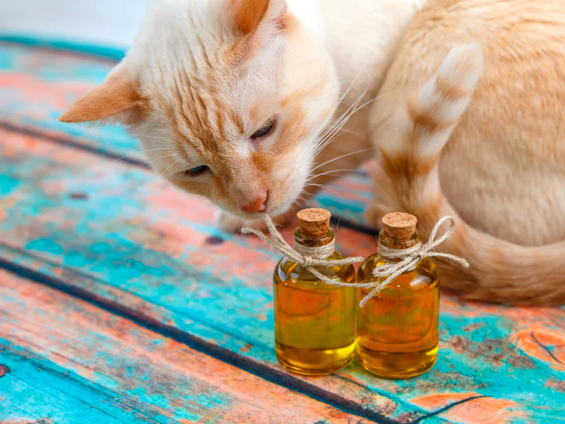Vår komplette guide for eteriske oljer for katter: fordeler, bruk og forsiktighetsregler
