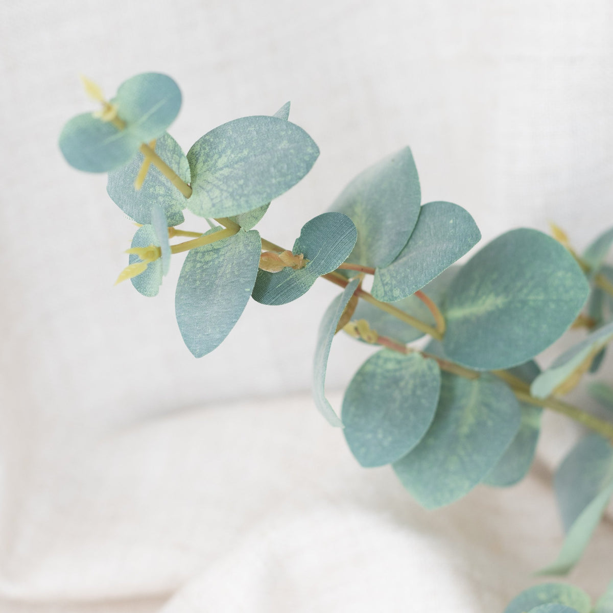 Eucalyptus
