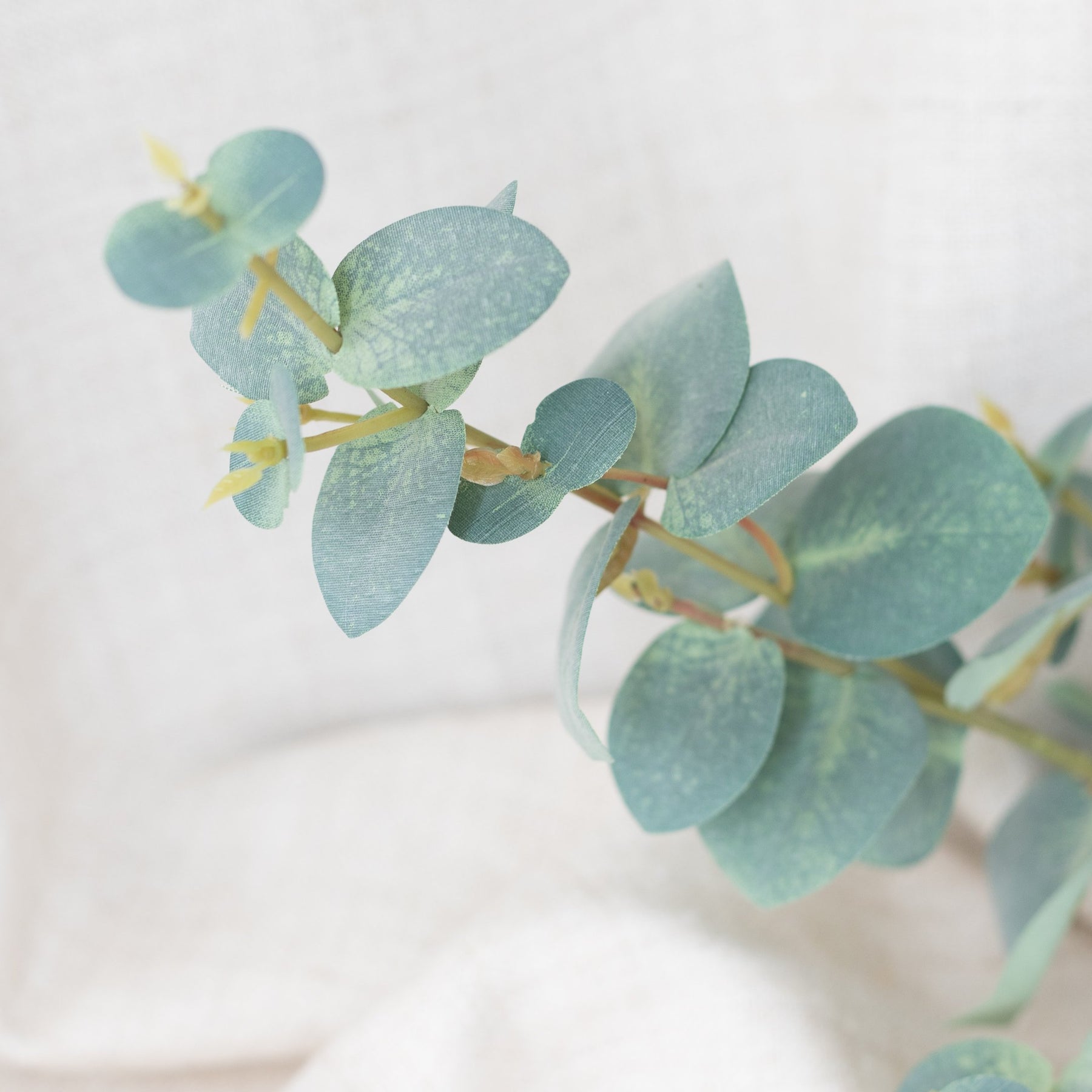 Eucalyptus
