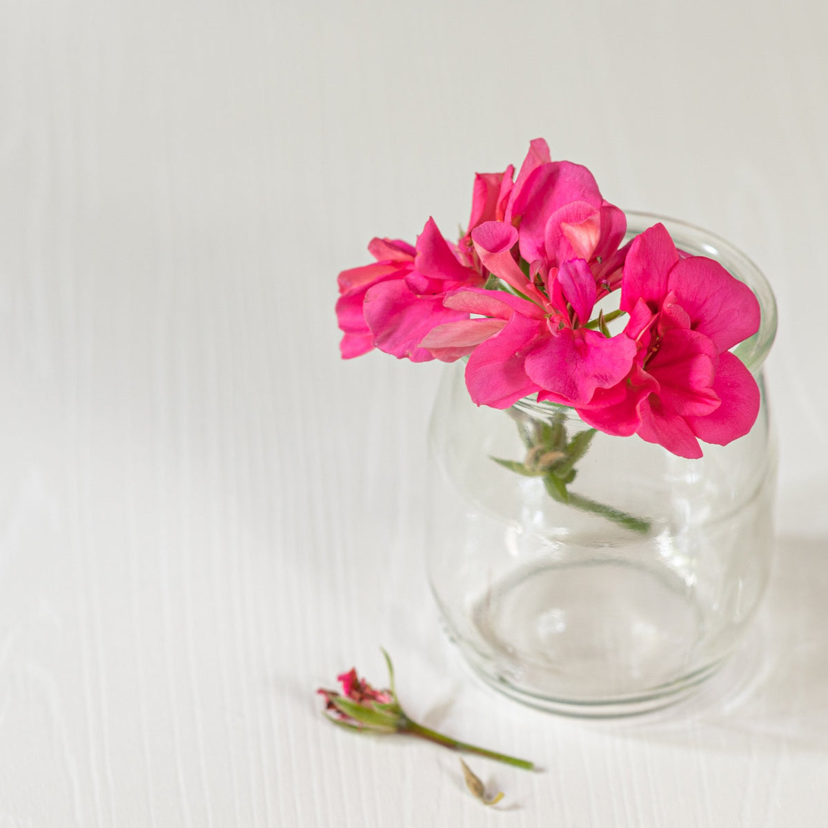 Økologisk Geranium Eterisk Olje