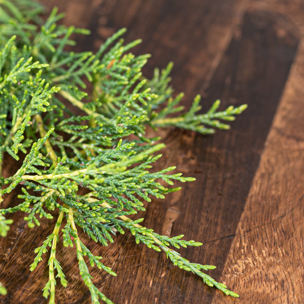 Økologisk Spruce Eterisk Olje