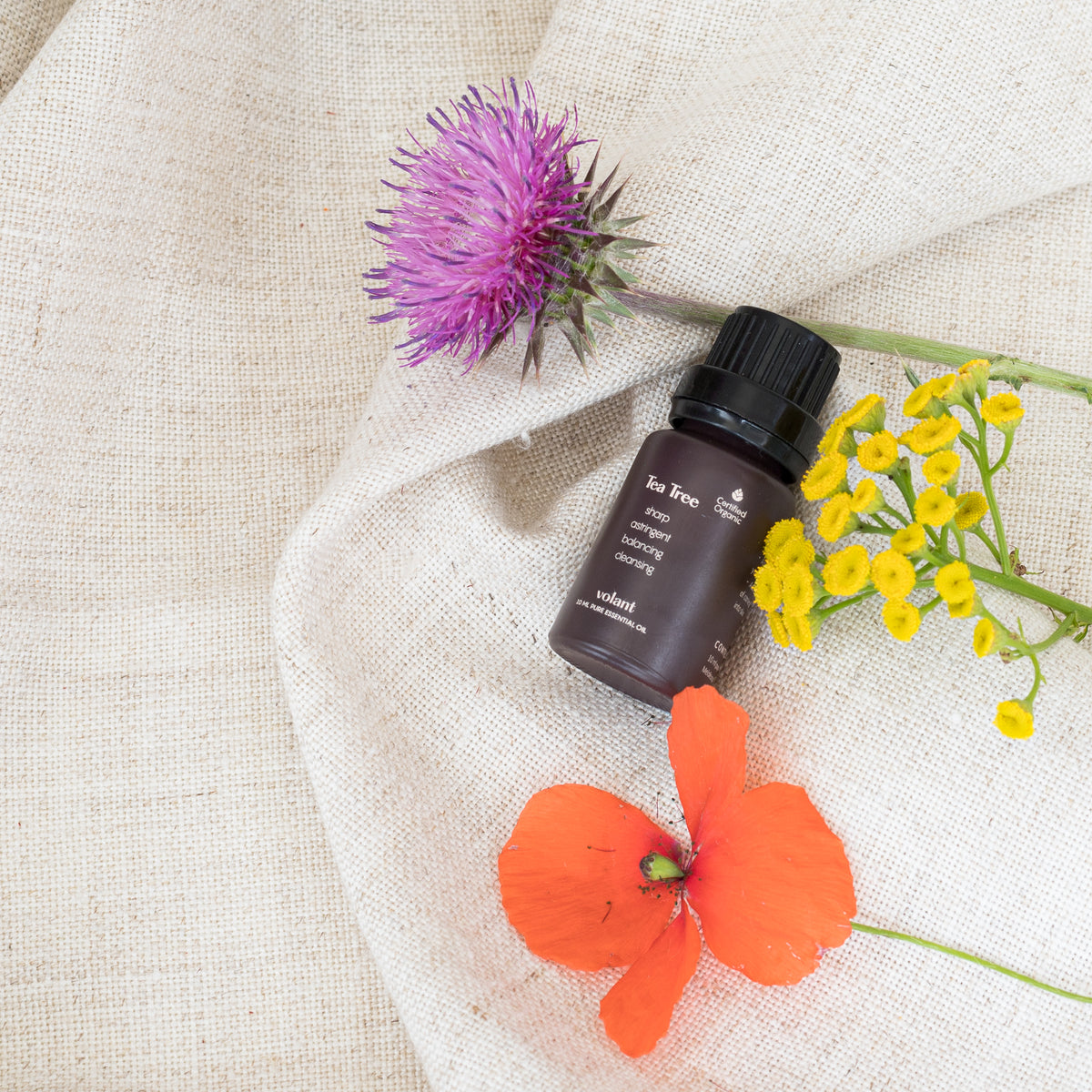 Økologisk Tea Tree Eterisk Olje