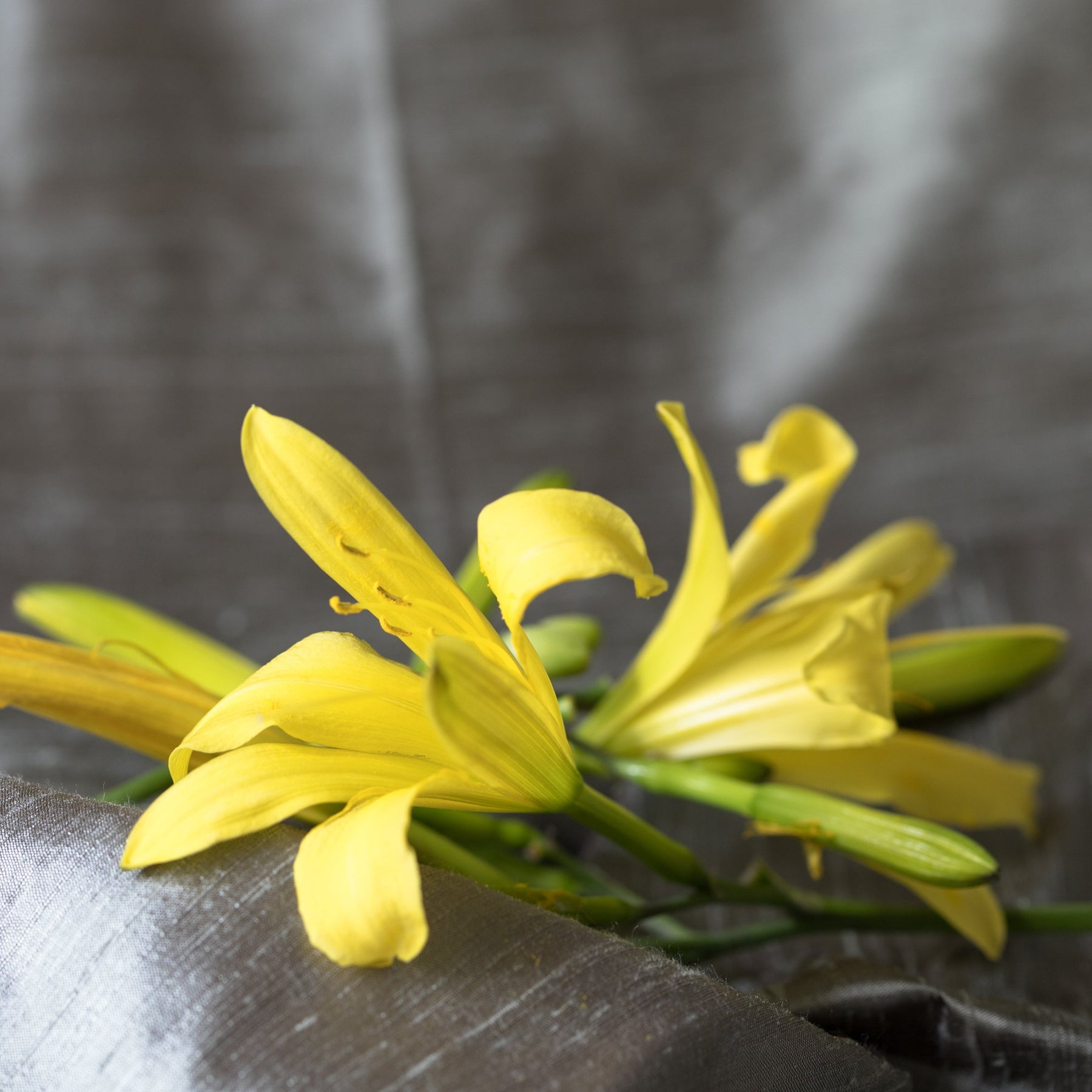 Økologisk Ylang Ylang Eterisk Olje
